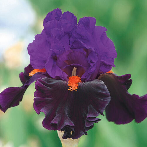 Iris: Sharp Dressed Man