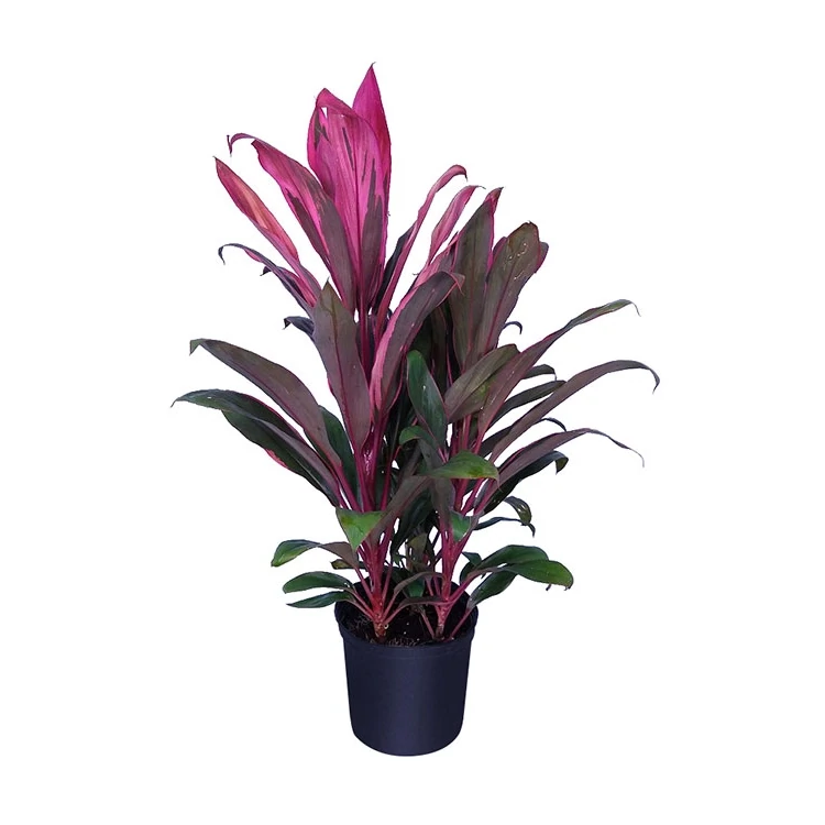 Cordyline: Ruby