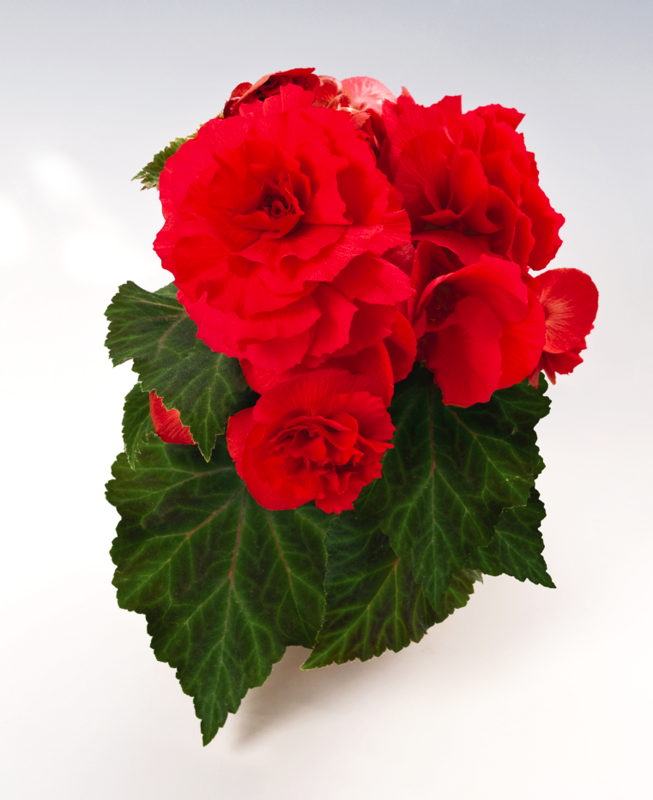 Begonia - Nonstop: Red
