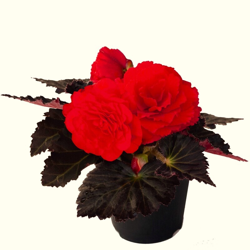 Begonia - Nonstop Mocca: Cherry