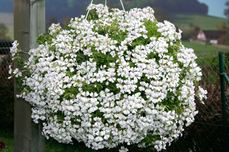 Ivy Geranium - Glacier: White