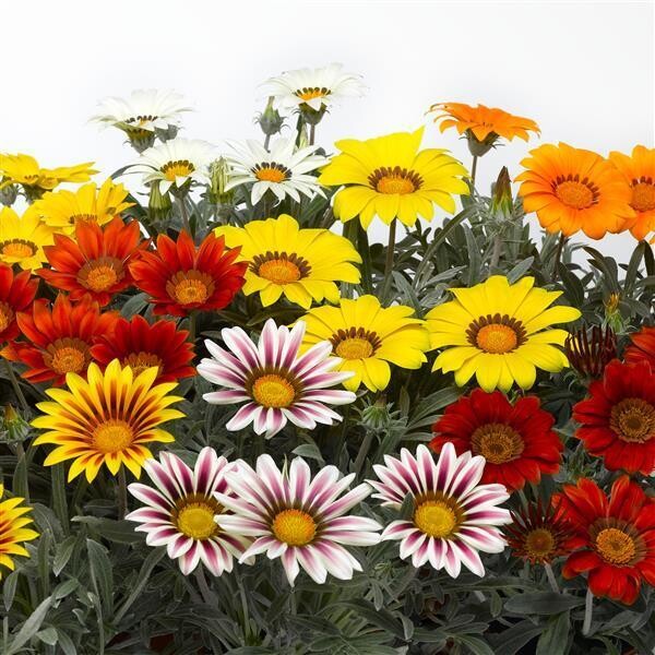 Gazania: Kiss - Frosty Mix