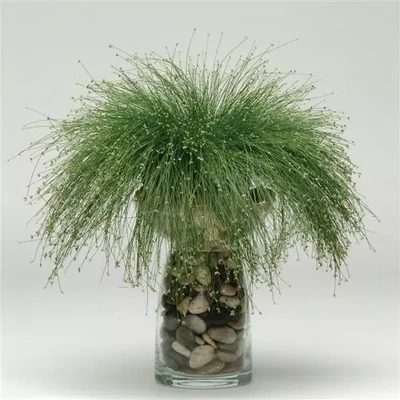 Isolepsis - Fibre Optic Grass
