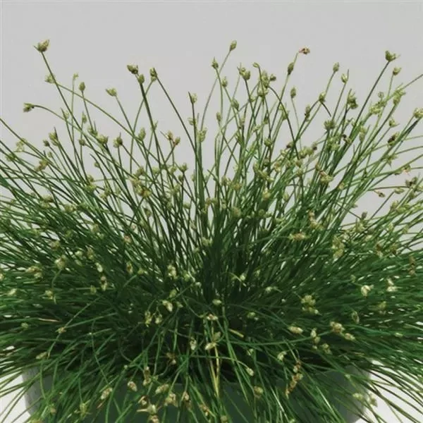 Isolepsis - Fiber Optic Grass