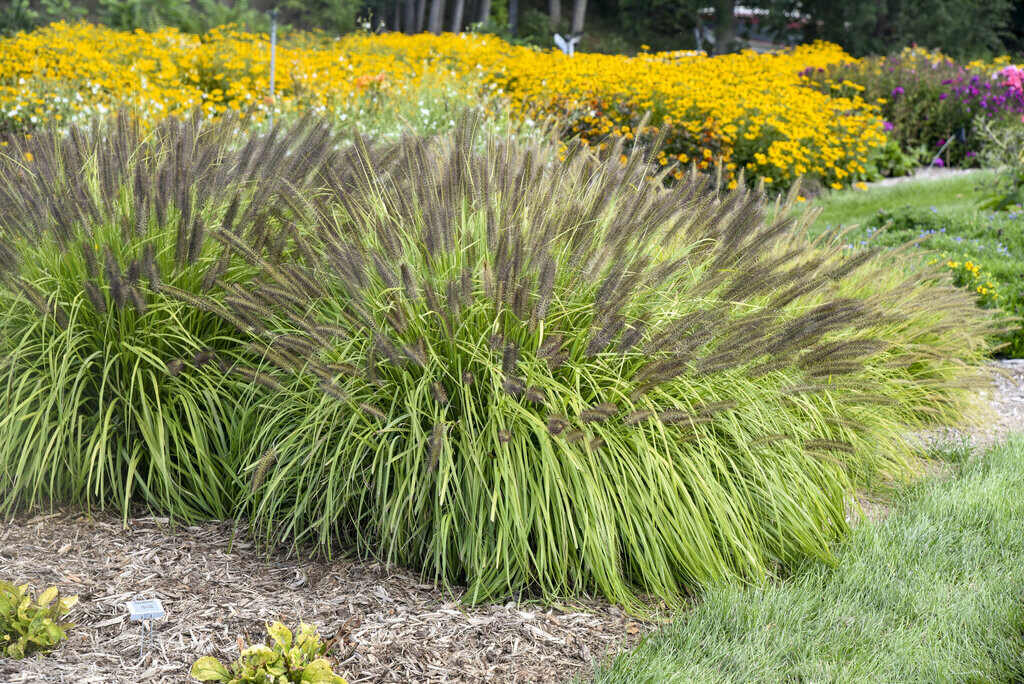 Pennisetum: Green Fountain Grass