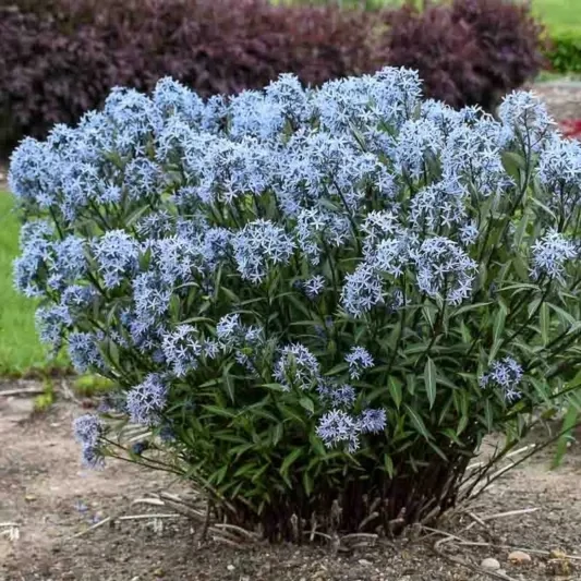 Amsonia: Storm Cloud