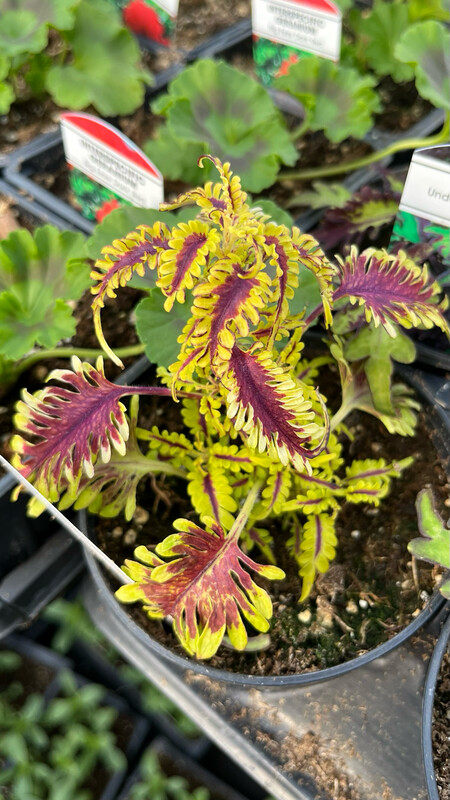 Coleus - Under the Sea: Bone Fish