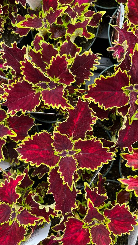 Coleus - Volcanica: Solar Flare Coleus - Volcanica: Solar Flare