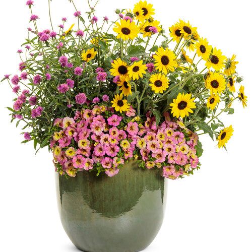 Sunflower - Suncredible: Yellow