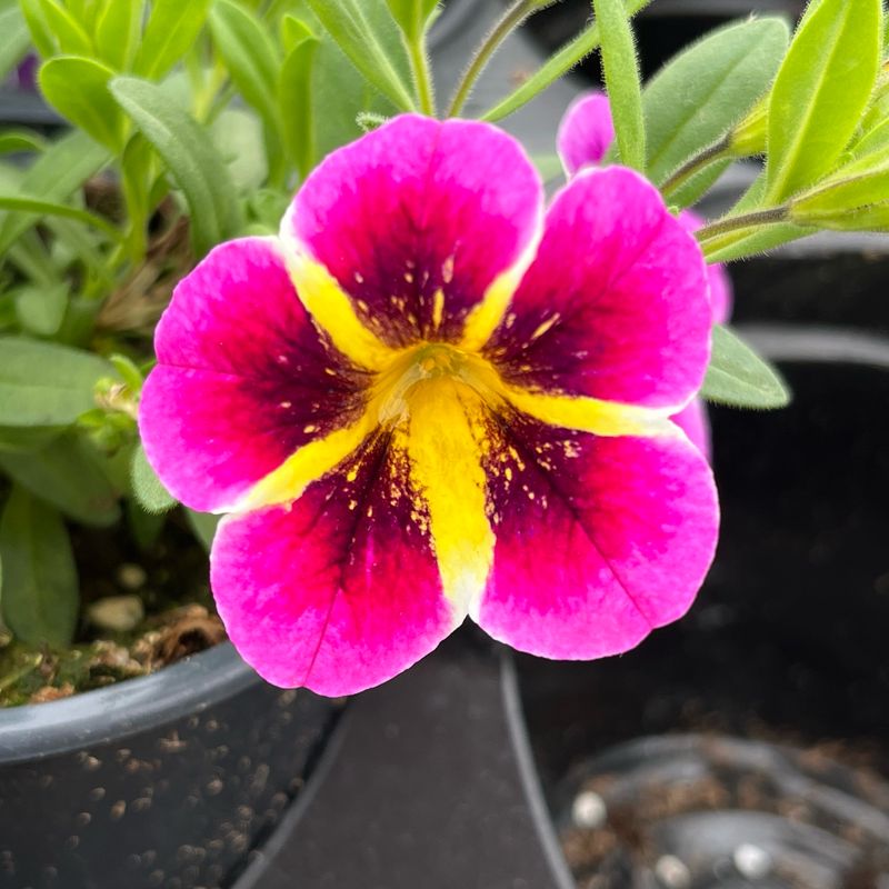 Calibrachoa - MiniFamous: Neo Pink Hawaii
