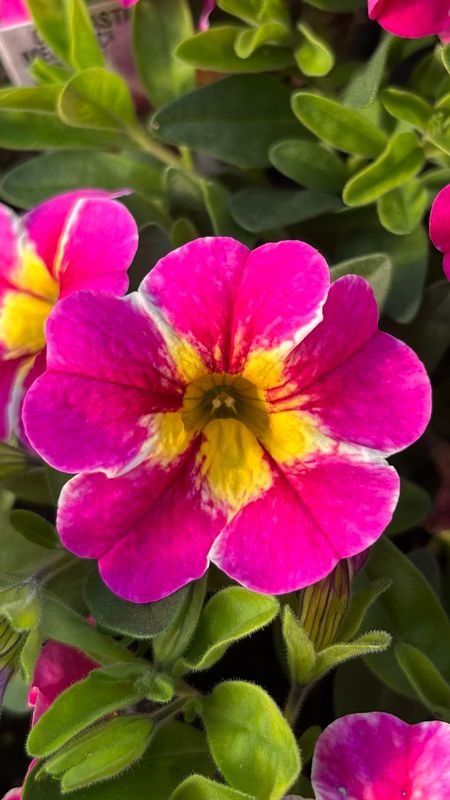 Calibrachoa - Calitastic: Merry Cherry