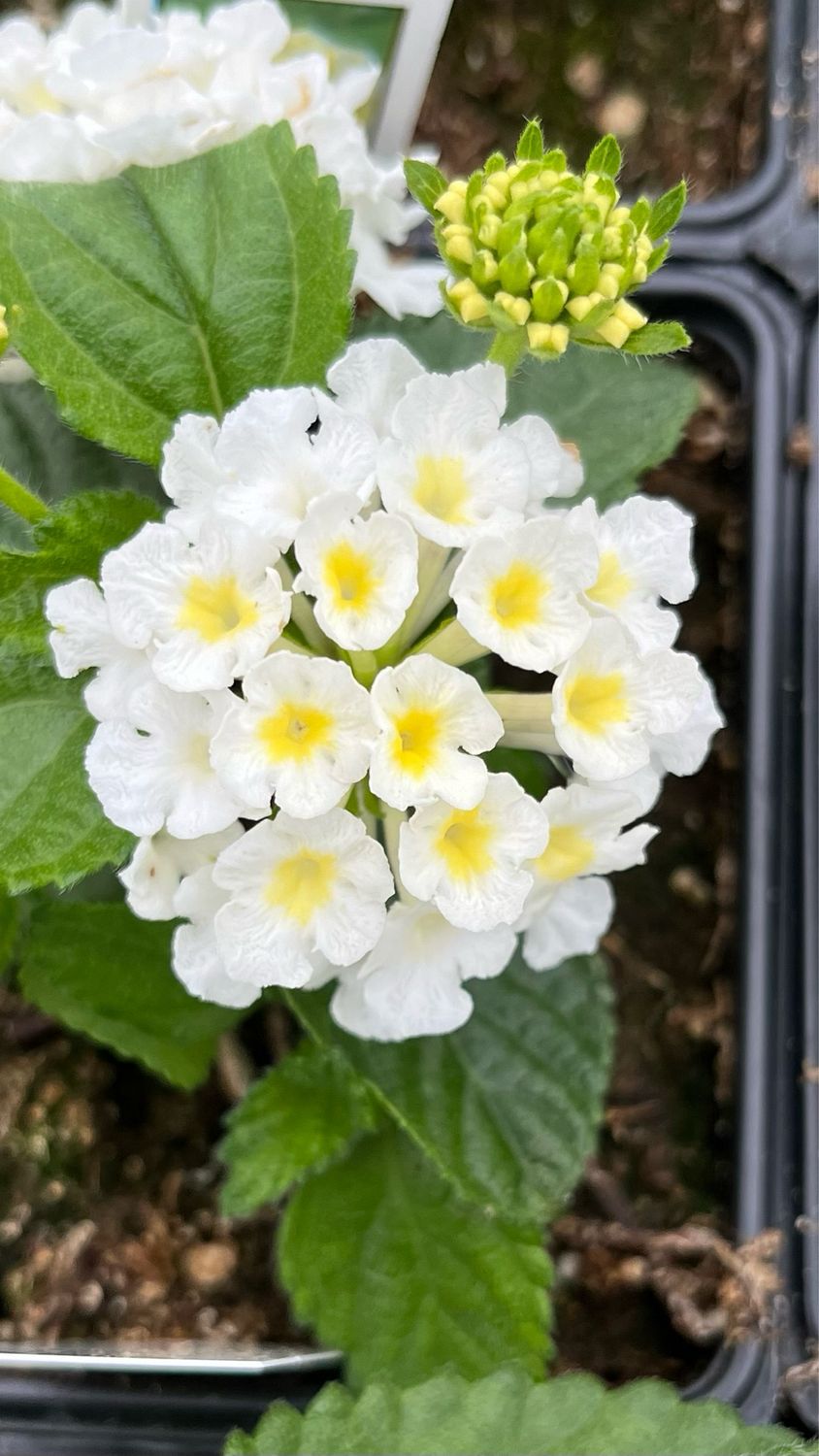 Lantana - Bandolista: Coconut