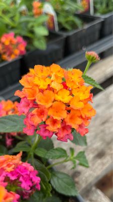 Lantana - Passion Fruit