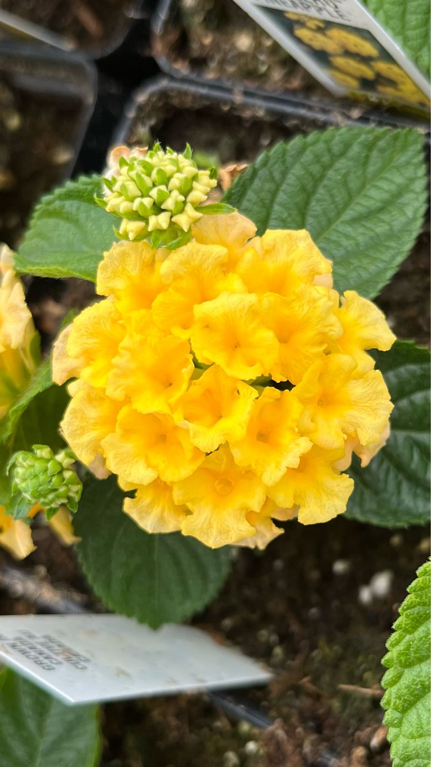 Lantana - Bandolista: Pineapple
