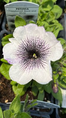 Petunia - Crazytunia: Black and White