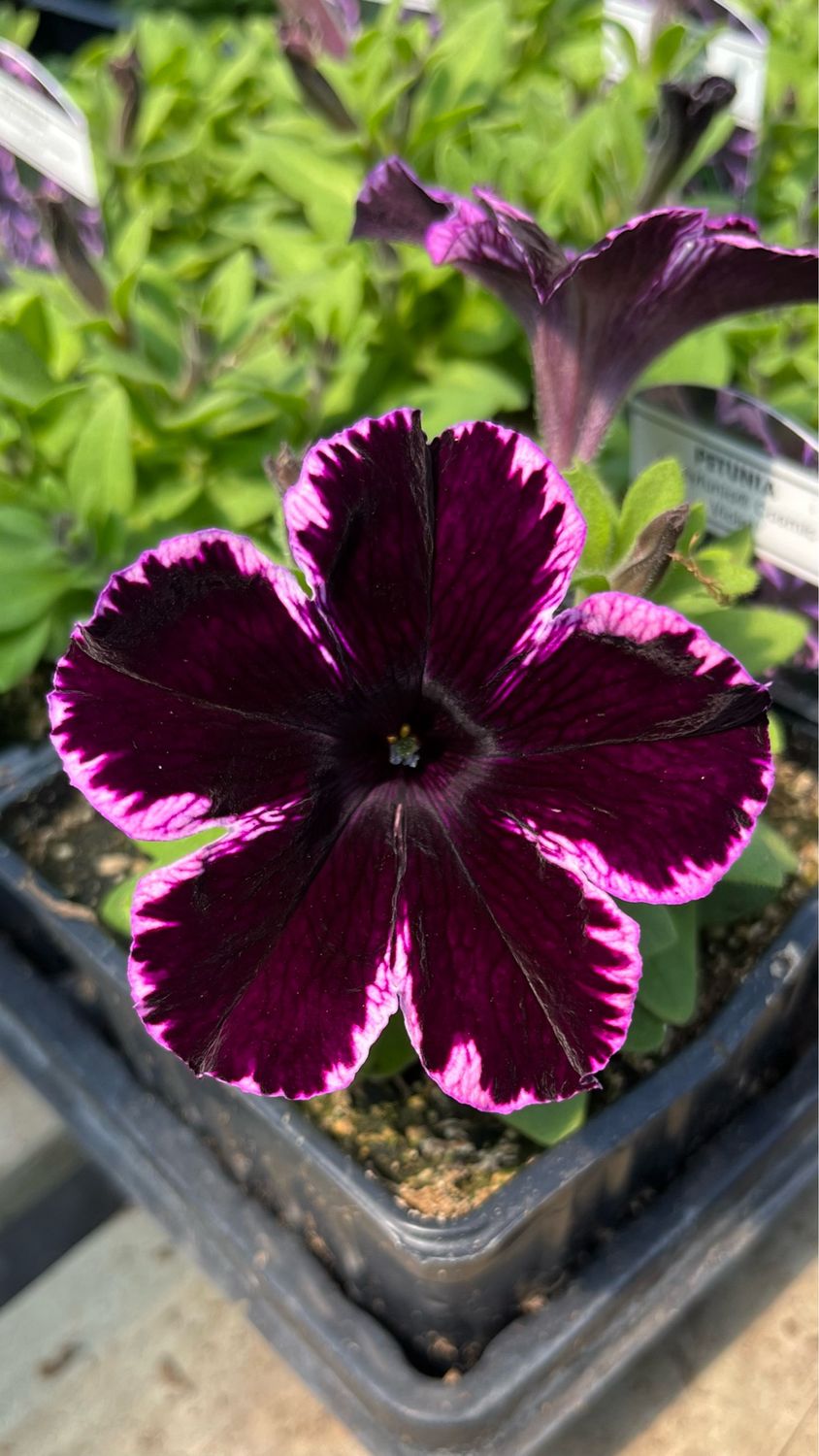 Petunia - Crazytunia: Cosmic Violet
