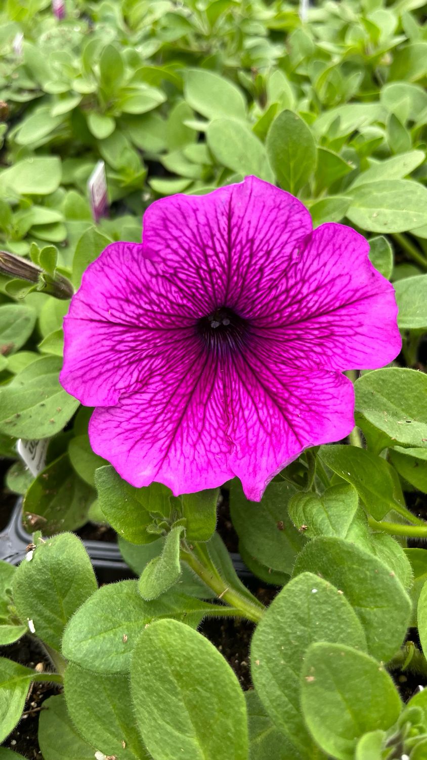 Petunia - Easy Wave: Plum Vein