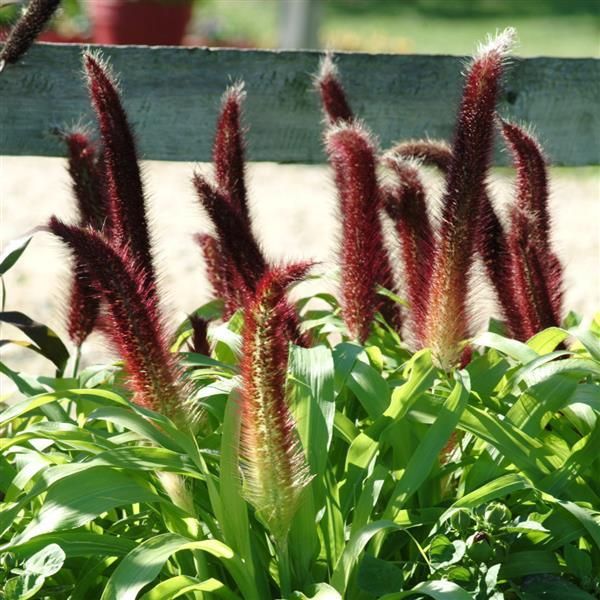 Pennisetum: Jade Princess (Ornamental Millet) Pennisetum: Jade Princess (Ornamental Millet)
