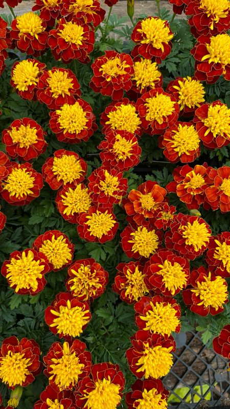 Marigold - Super Hero: Spry