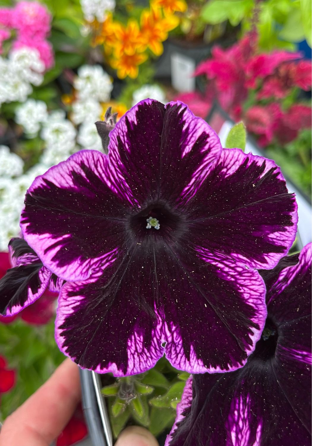 Petunia - Crazytunia: Cosmic Violet