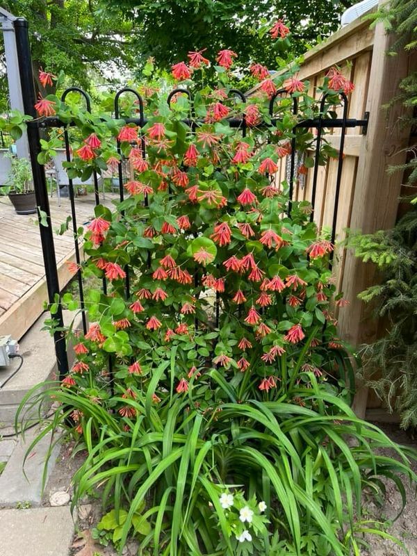 Honeysuckle: Dropmore Scarlet