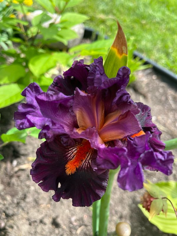 Iris: Sharp Dressed Man