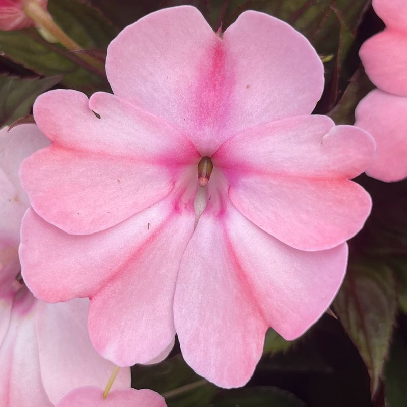 Impatiens - Sunpatiens: Compact Pink Blush