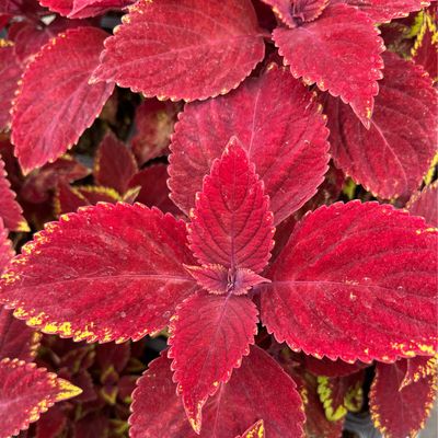Coleus - Ignite: Ruby Slipper Coleus - Ignite: Ruby Slipper