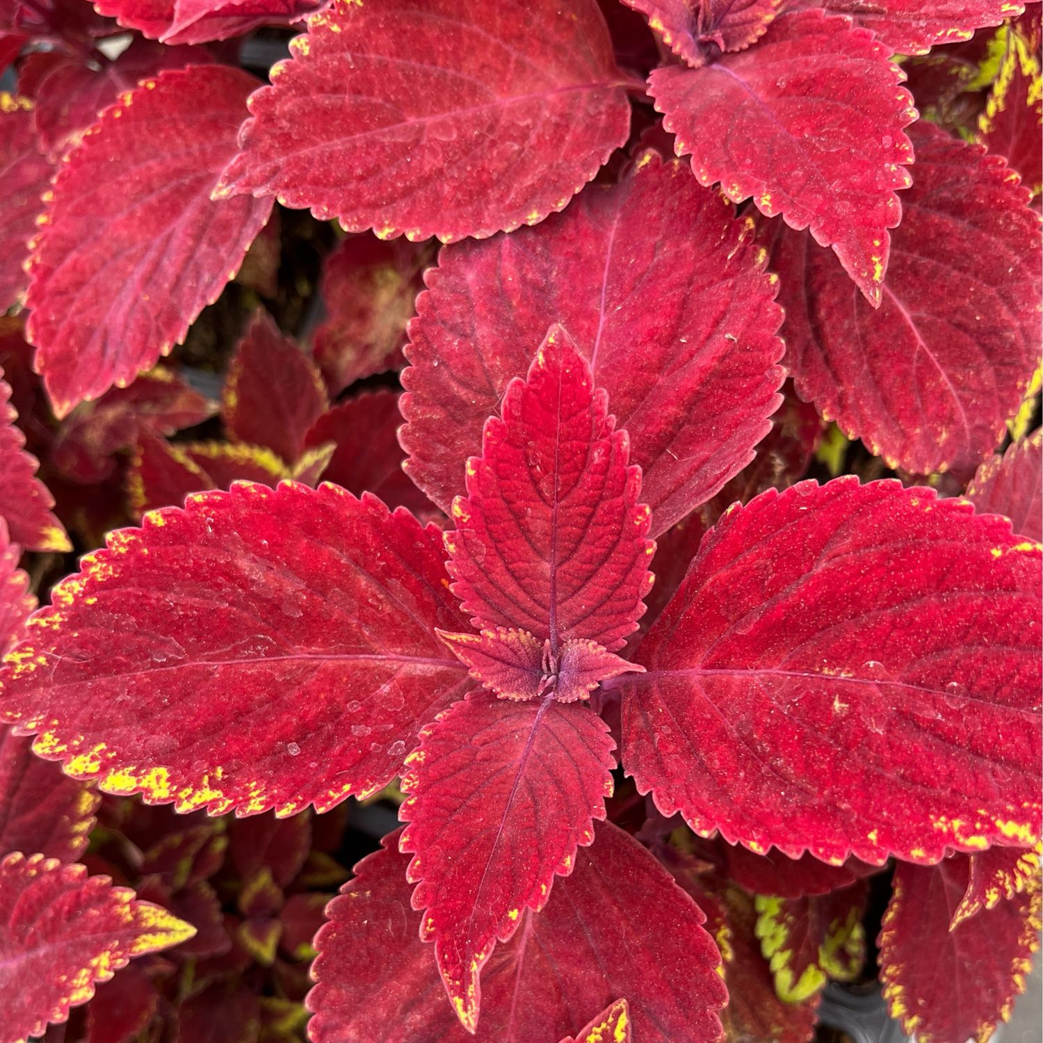 Coleus - Ignite: Ruby Slipper Coleus - Ignite: Ruby Slipper