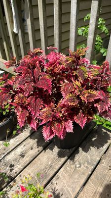 Coleus - Under the Sea: Barracuda