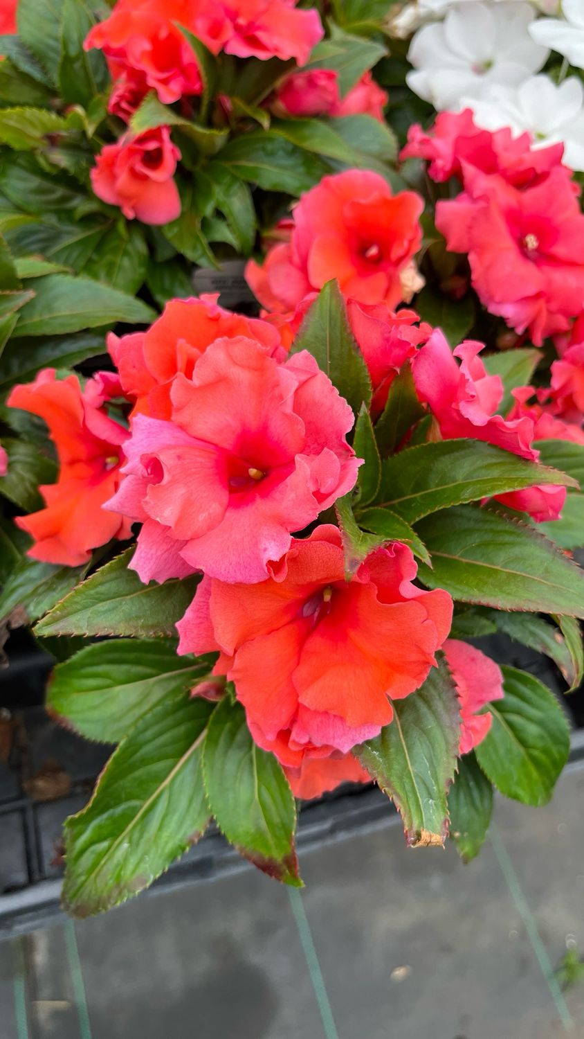 Impatiens - New Guinea: Roller Coaster Dark Coral