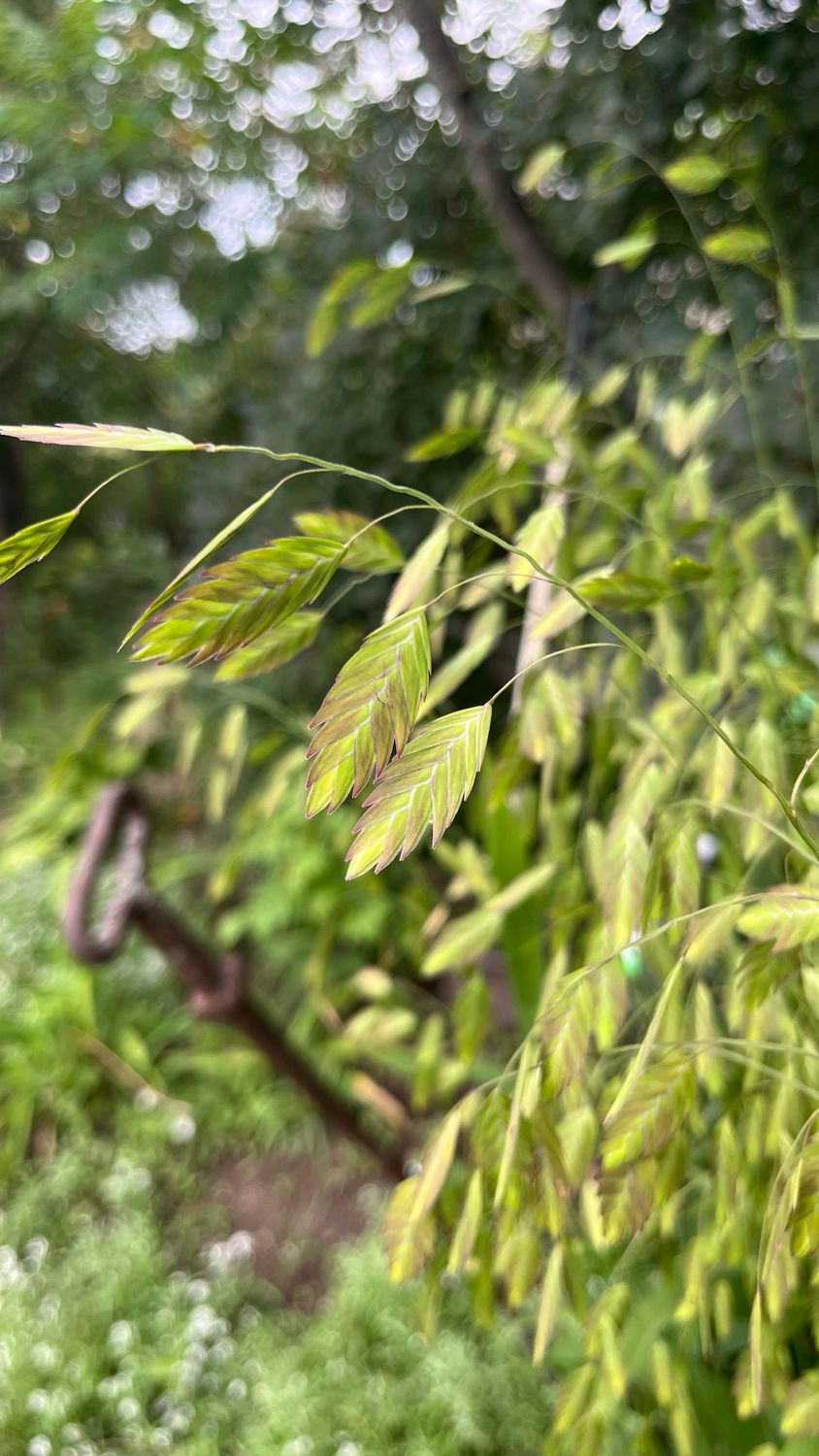 Northern Sea Oats Grass