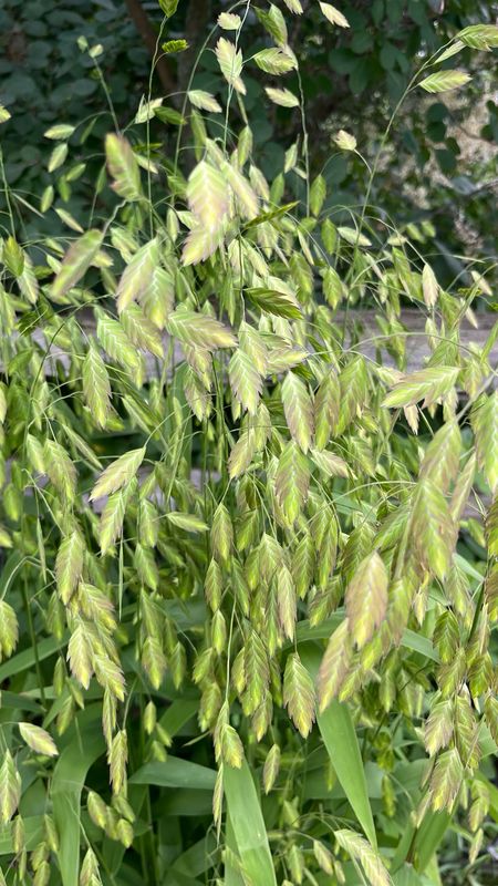 Northern Sea Oats Grass