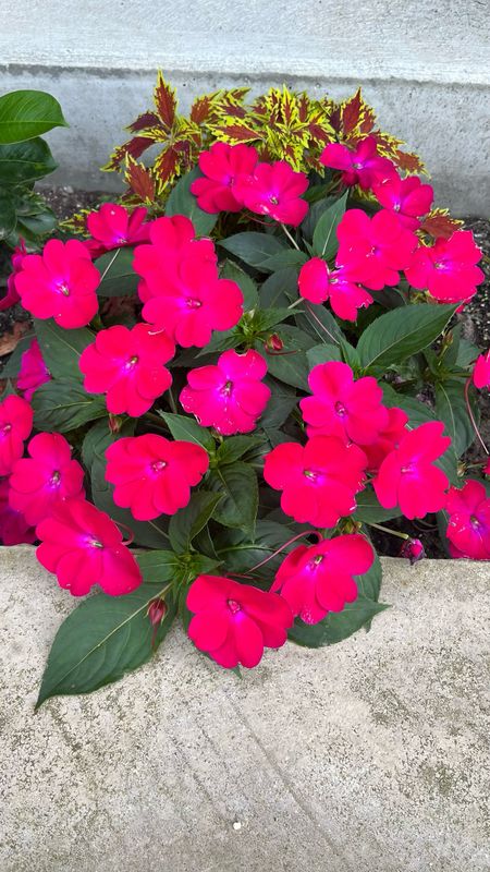 Impatiens - Sunpatiens: Compact Rose Glow