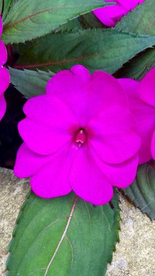 Impatiens - Sunpatiens: Compact Purple