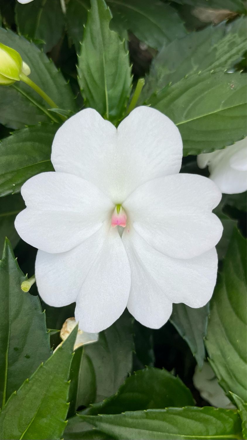 Impatiens - Sunpatiens: Compact White