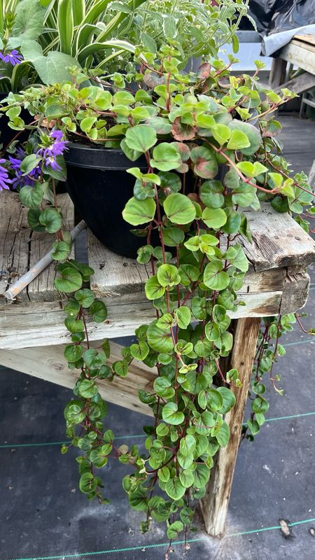 Satureja: Indian Mint