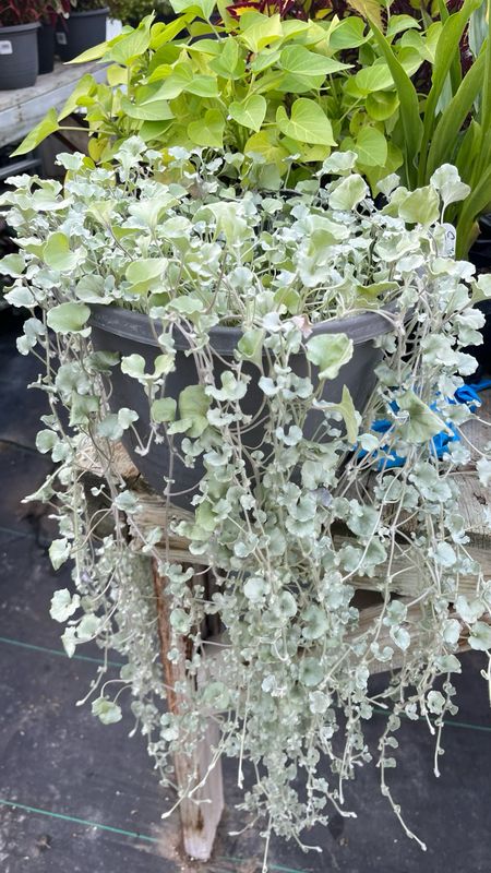 Dichondra: Silver Falls