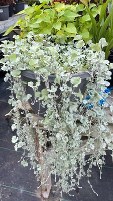 Dichondra: Silver Falls