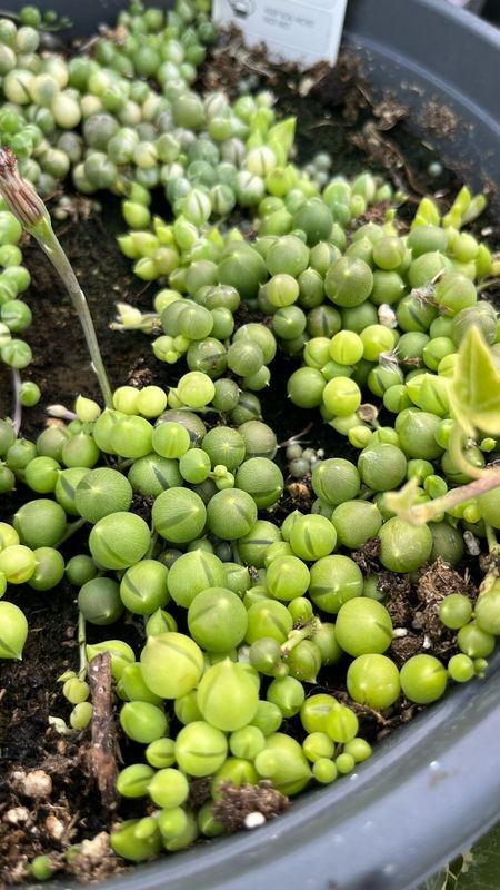 Senecio: String of Pearls