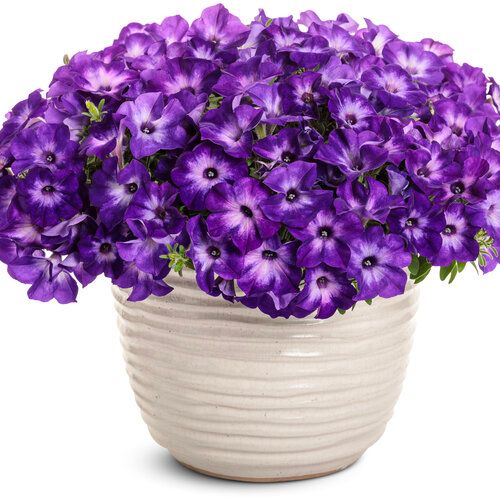 Petunia - Supertunia: Tiara Blue