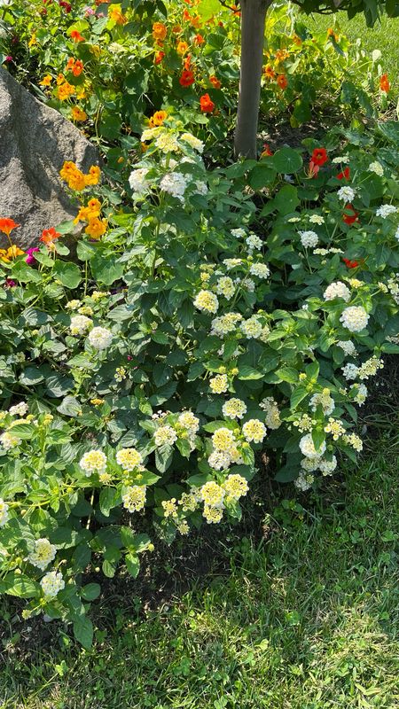 Lantana - Landmark: White