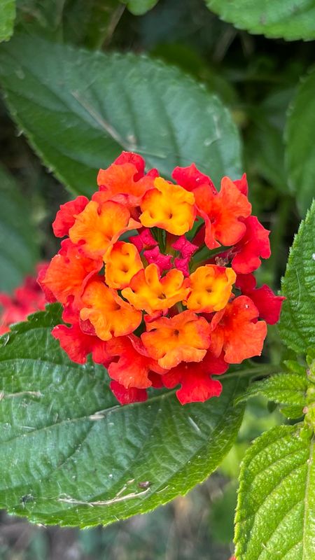 Lantana - Bandolista: Red Chilli