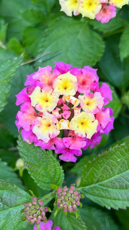 Lantana - Bloomify: Pink