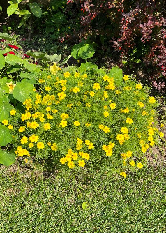 Marigold: Lemon Gem