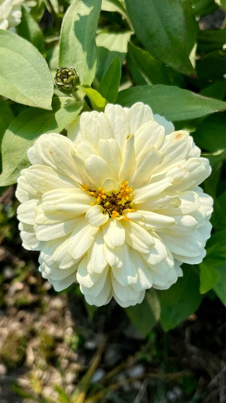 Zinnia - Zahara: Double White