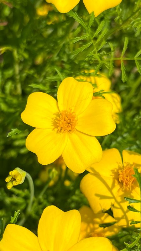 Marigold: Lemon Gem