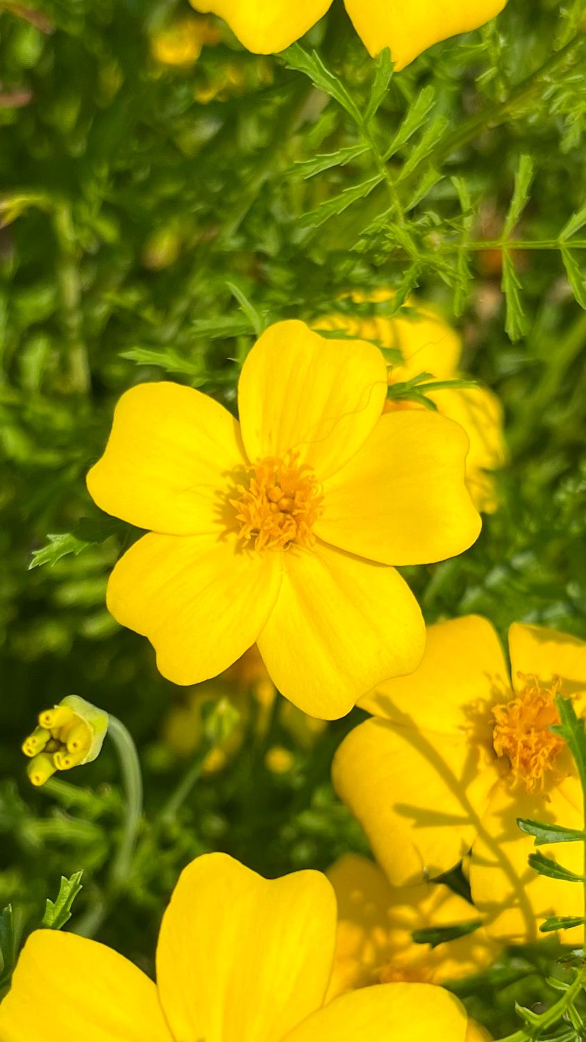 Marigold: Lemon Gem