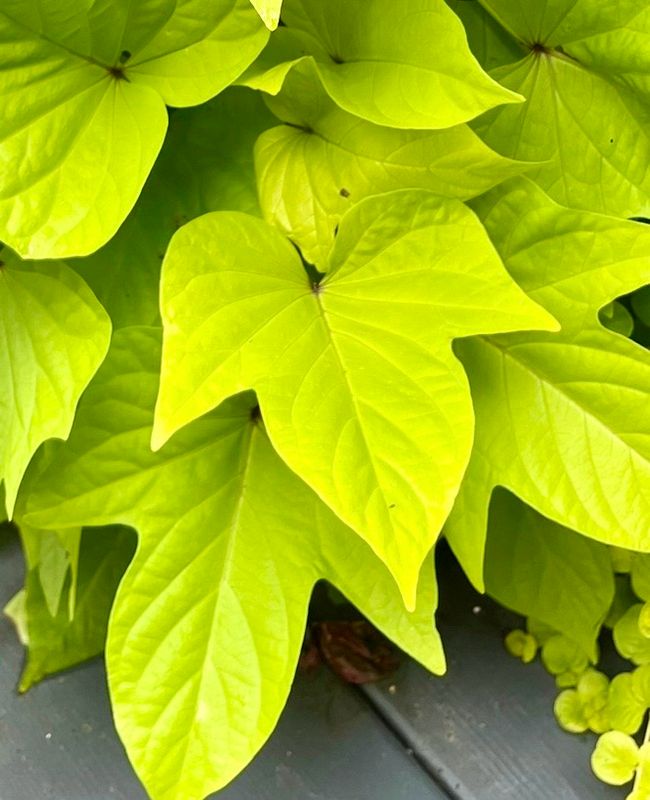 Ipomoea - Bright Ideas: Lime