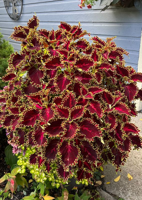 Coleus - Volcanica: Solar Flare